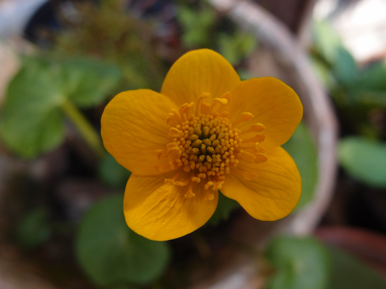 2019-04-24 wendel - der Garten